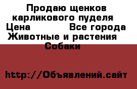 Продаю щенков карликового пуделя › Цена ­ 2 000 - Все города Животные и растения » Собаки   